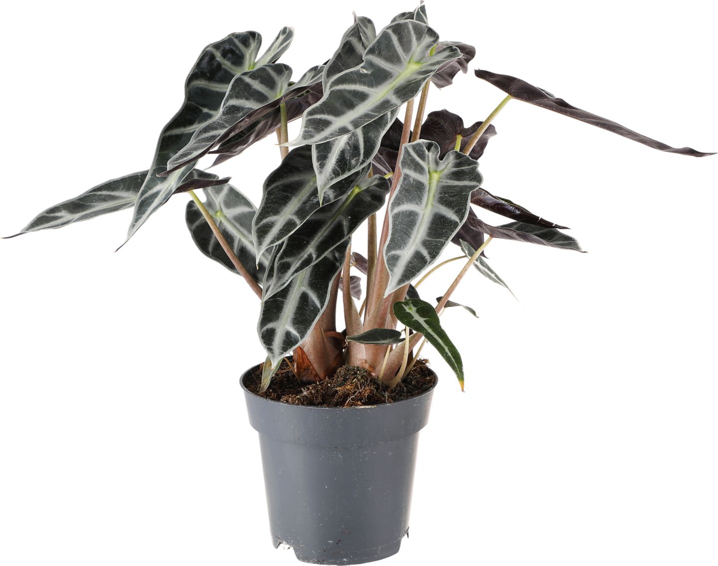 Alokázia "Bambino Arrow" (Alocasia "Bambino Arrow")
priemer kvetináča: 14 cm
