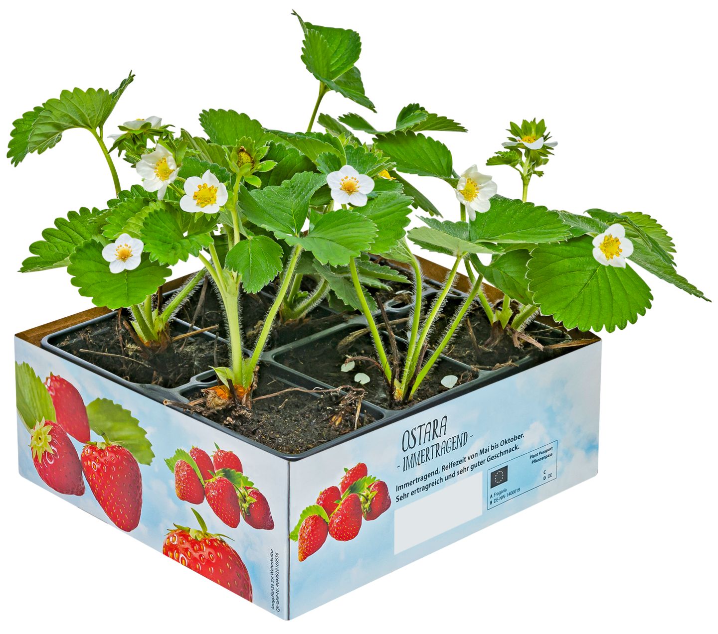 Sadenice jahody (Fragaria ananassa)
balenie: 6 ks