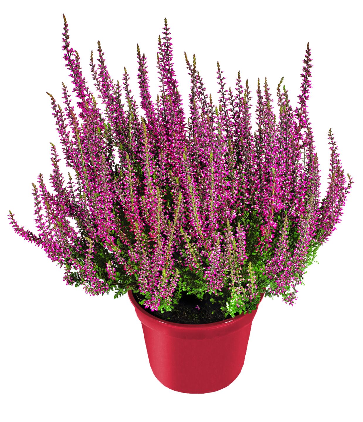 Vres obyčajný (Calluna vulgaris)