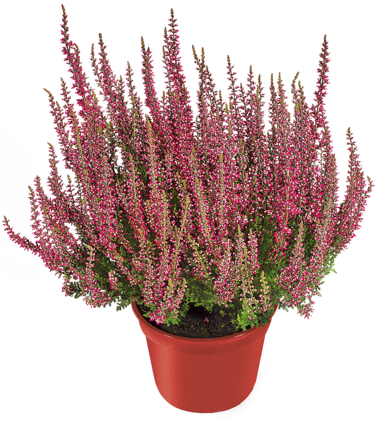 Vřes obecný Calluna vulgaris 