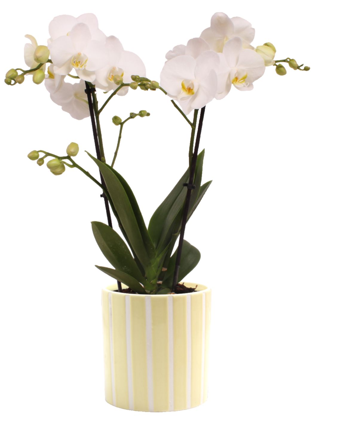 Изображение на Орхидея Фаленопсис в цветна керамика