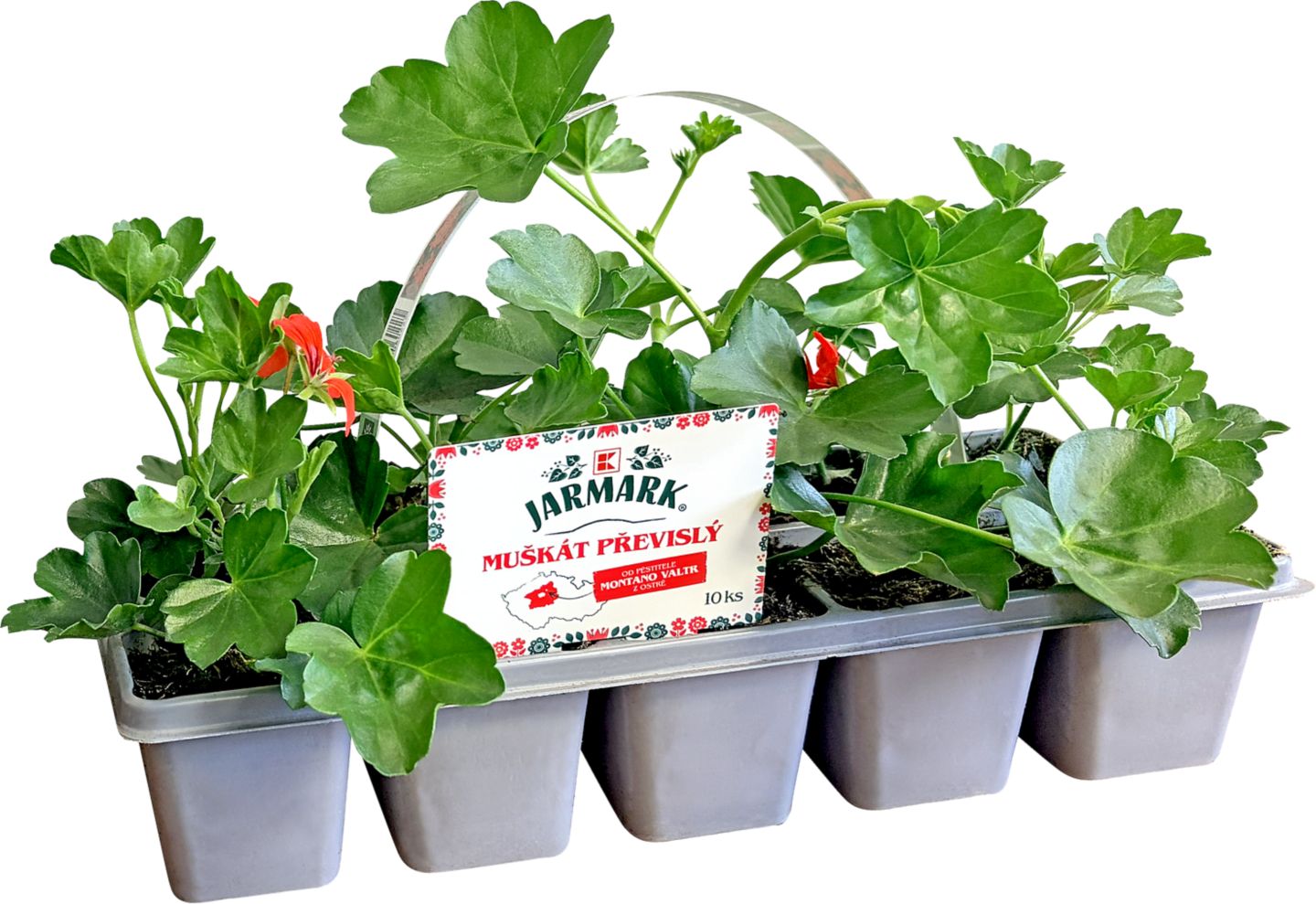 Pelargonium peltatum 10pack 
