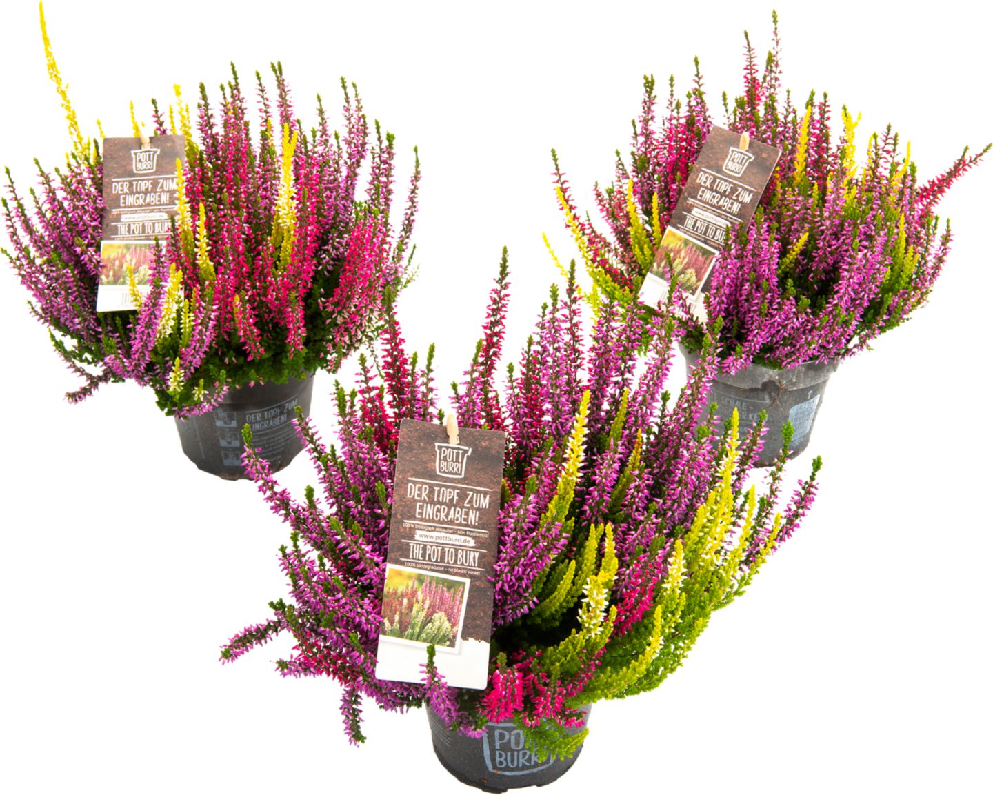 Calluna vulgaris vřes Starlight Trio