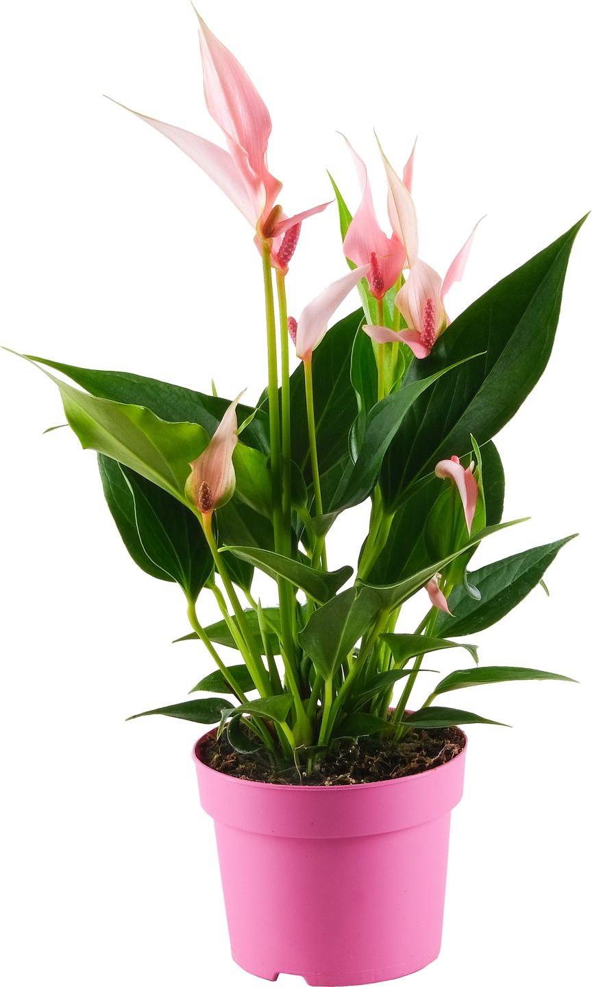 Antúrium Andreanovo špeciálne odrody
priemer kvetináča: 10,5 cm