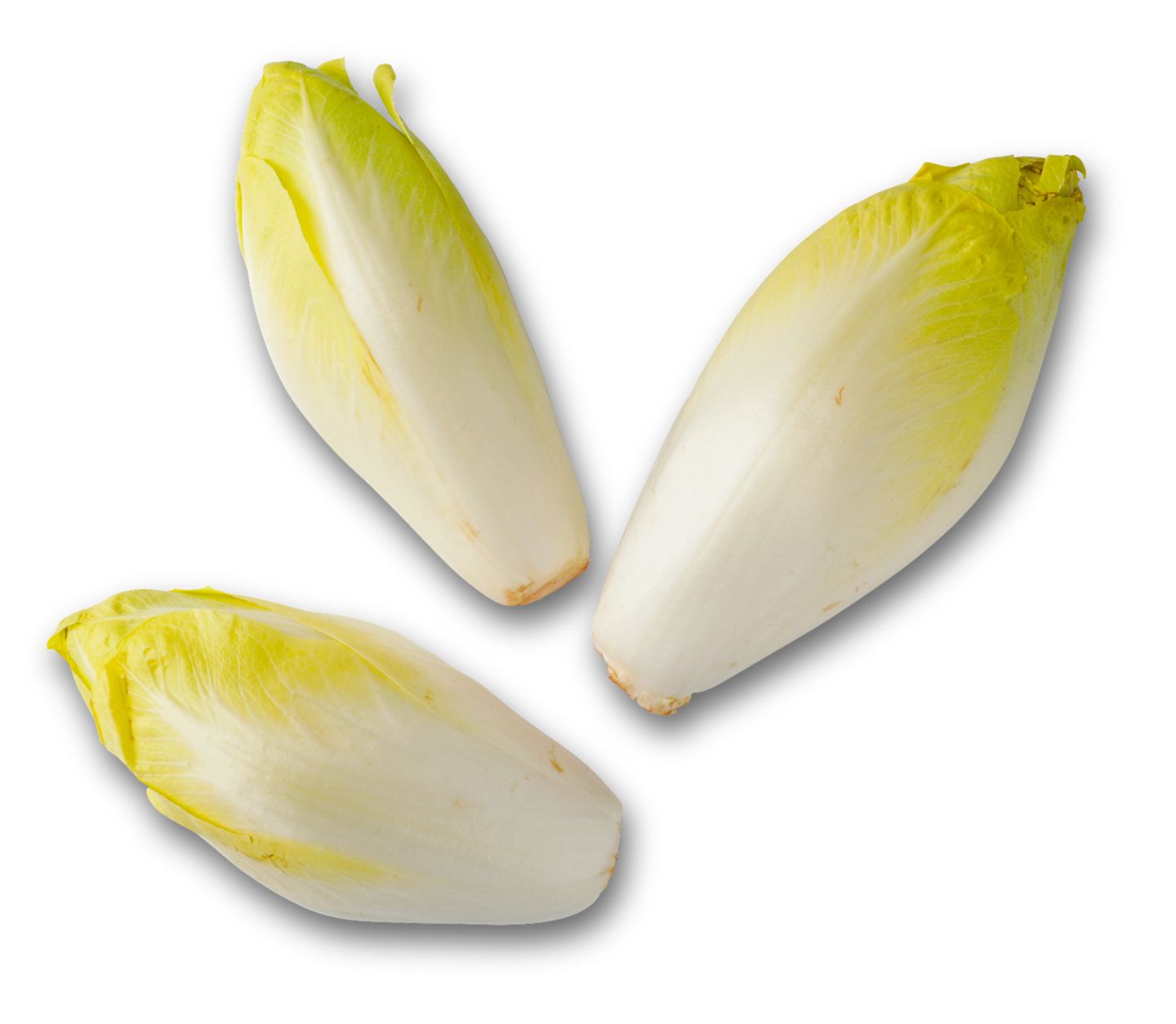 Čekanka 