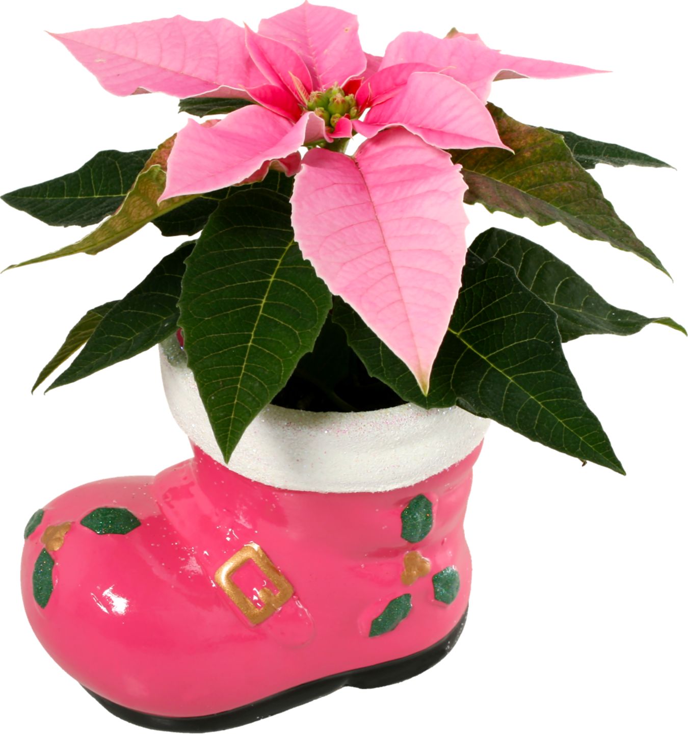 Vánoční hvězda mini v keramickém květináči bota