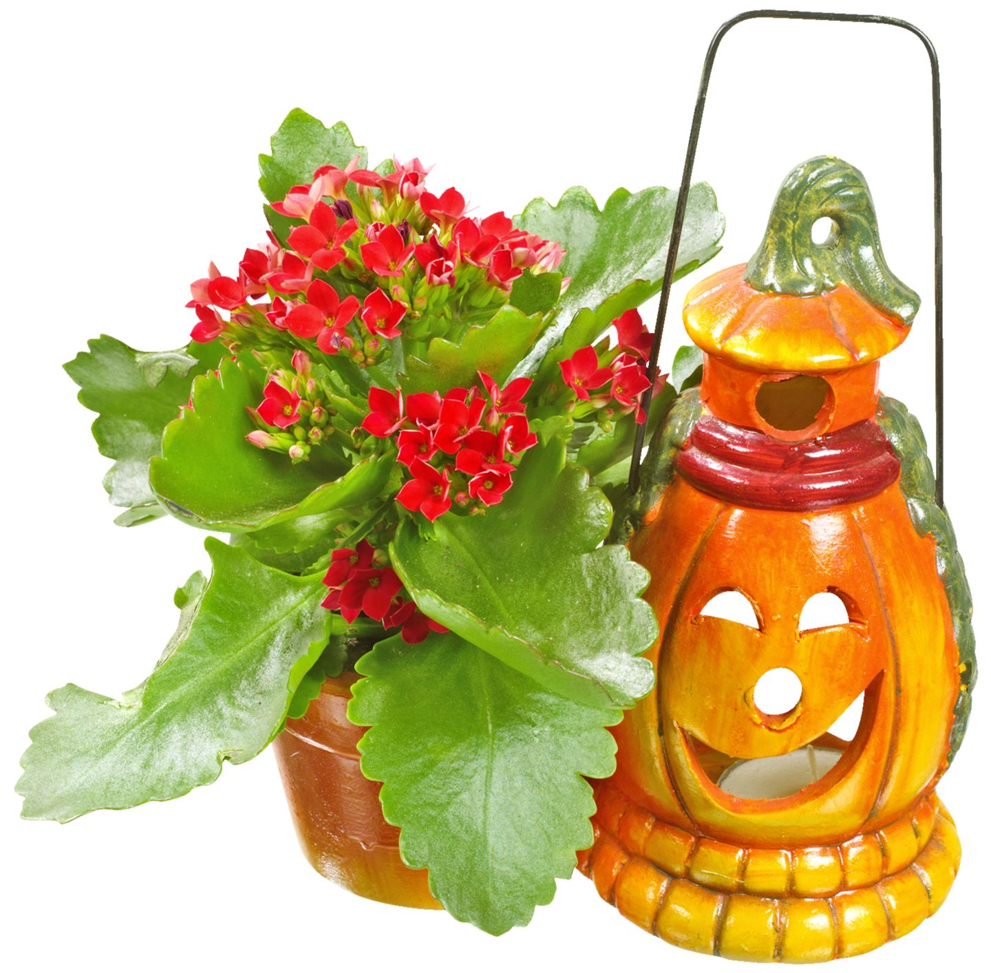 Mini kalanchoe v keramike izbová rastlina