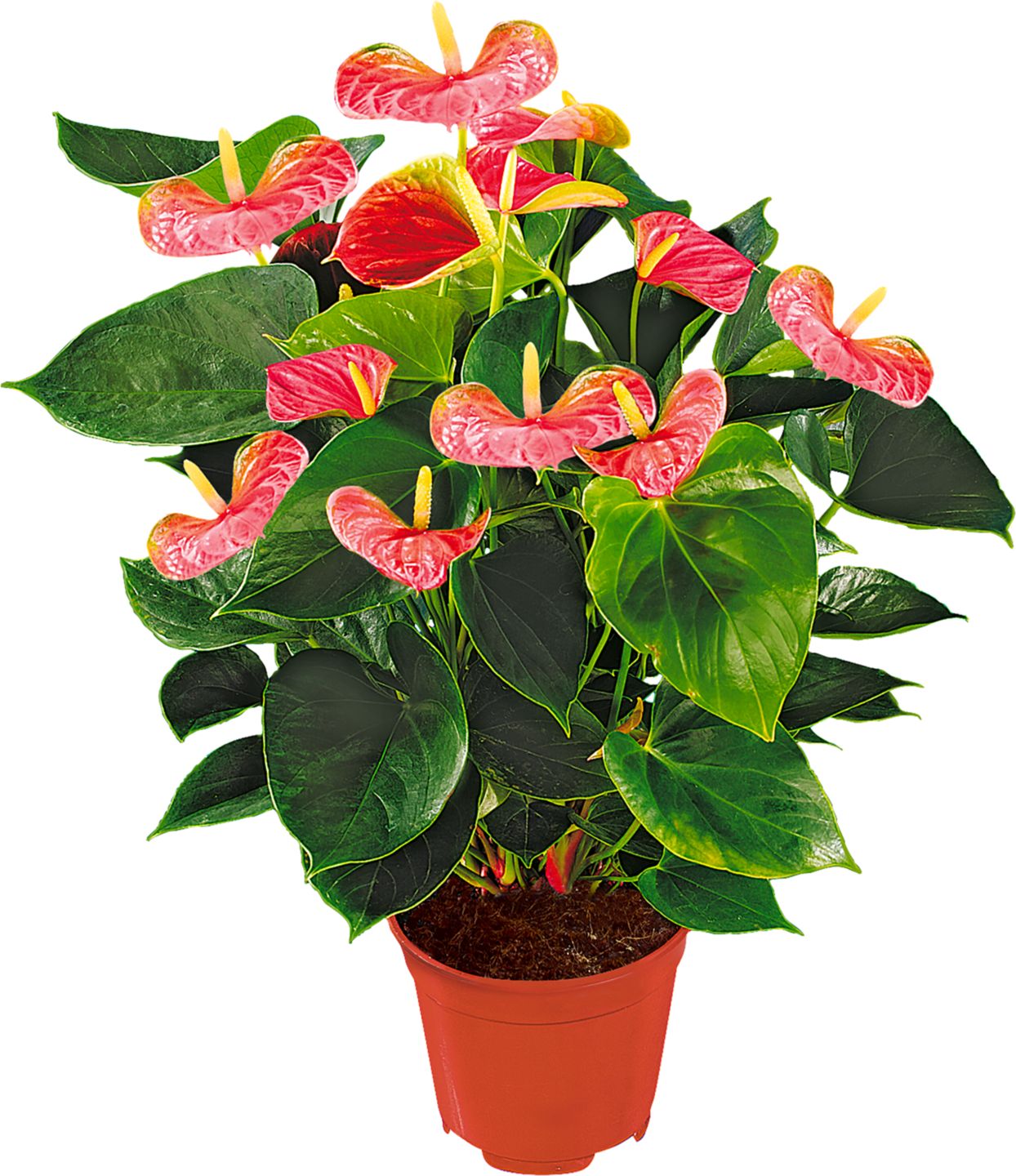 Anthurium andreanum 