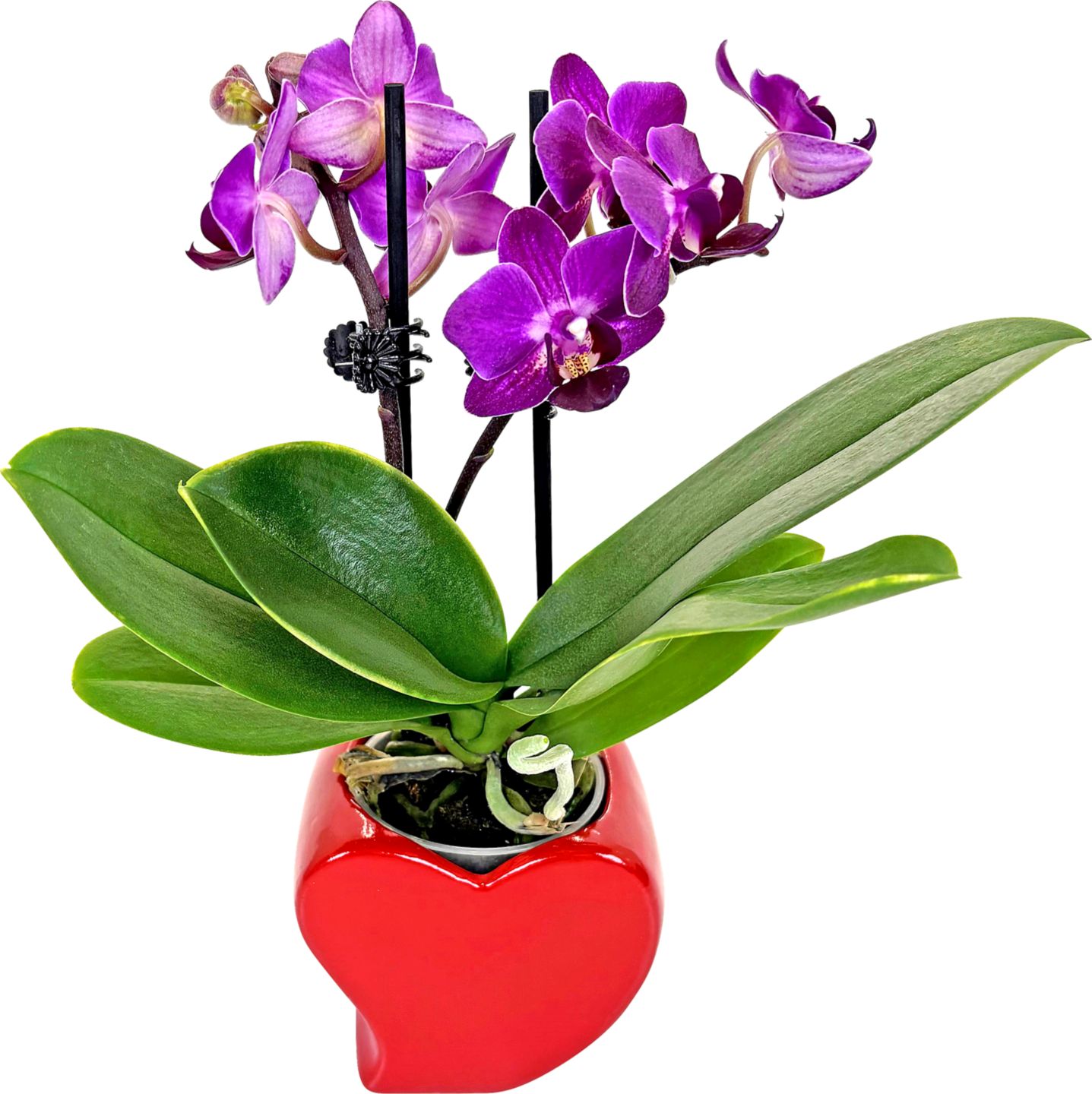 Orchidea Phalaenopsis mini v keramickém květináči