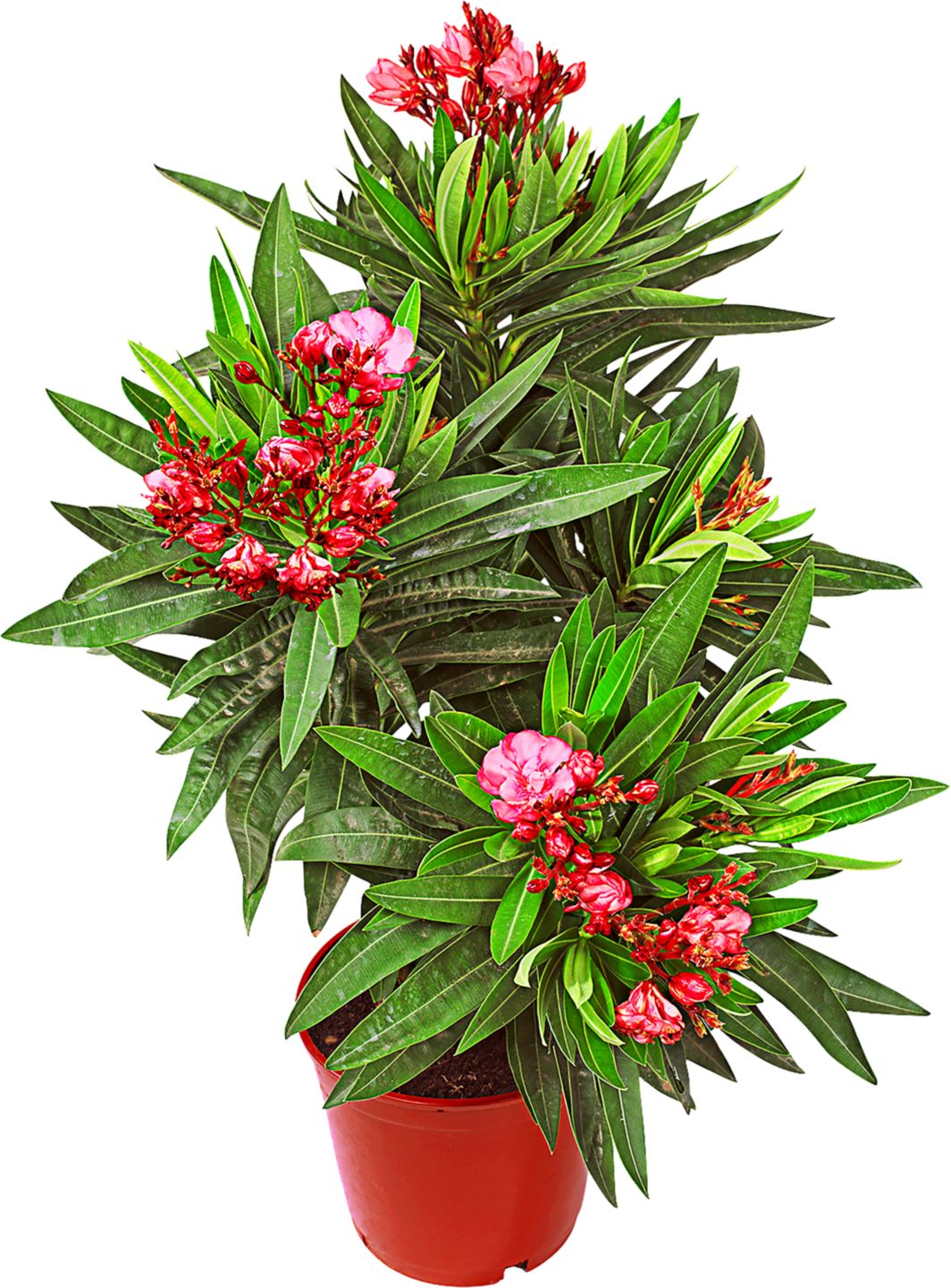 Oleander 