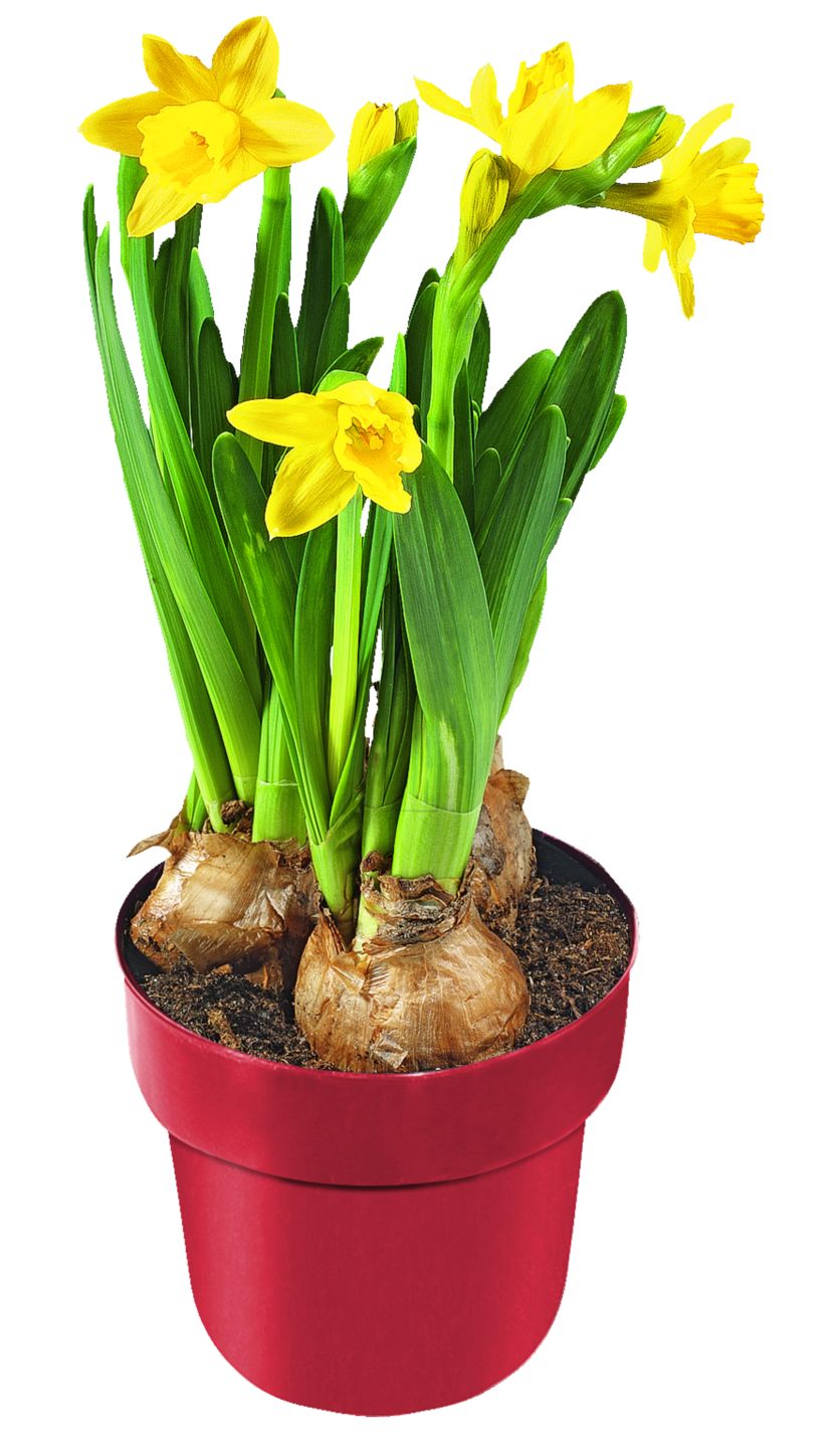 Narcisy malokveté (Narcissus hybr.)