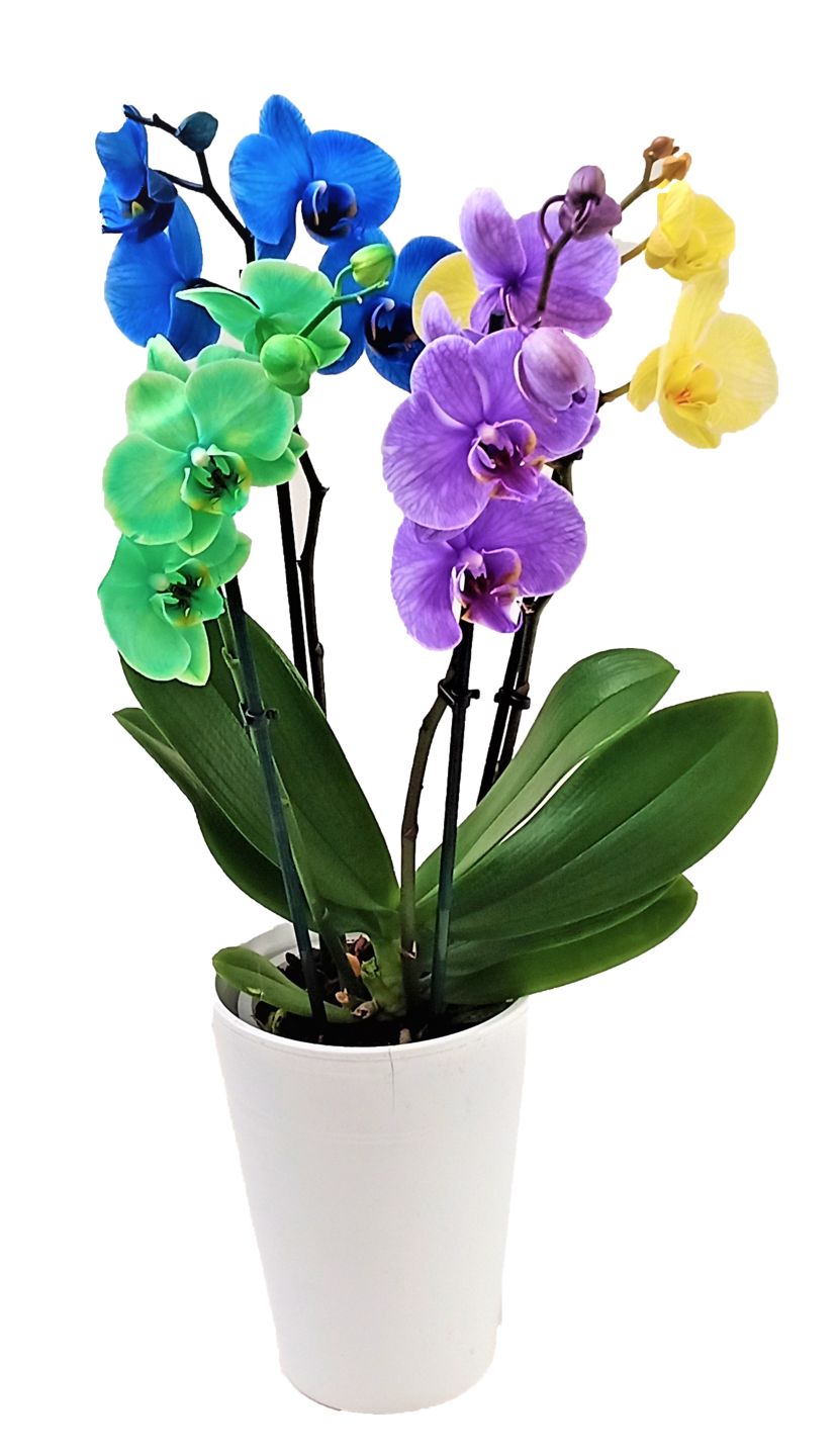 Изображение на Орхидея в керамика с 4 цветоноса