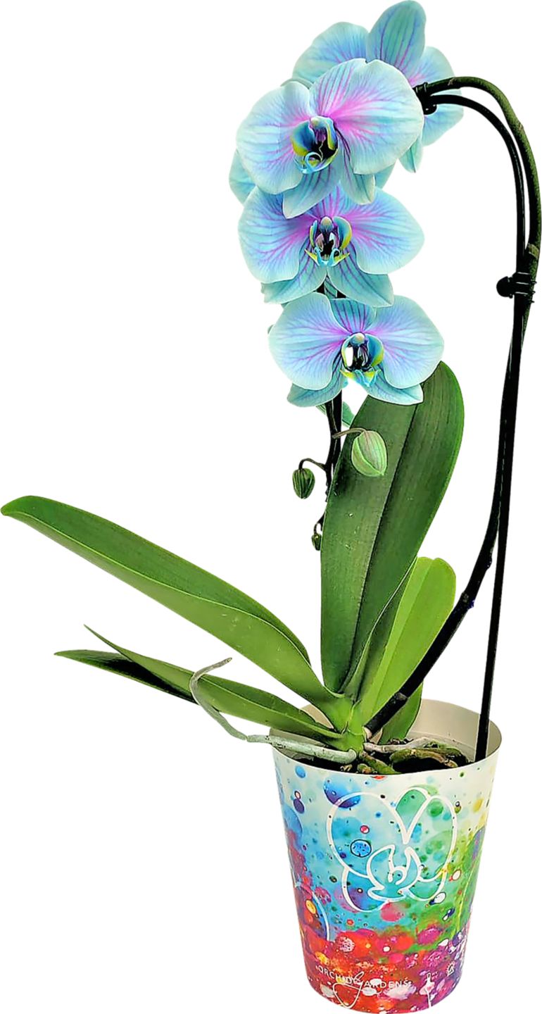 Orchidea Cascade Wonder of Nature