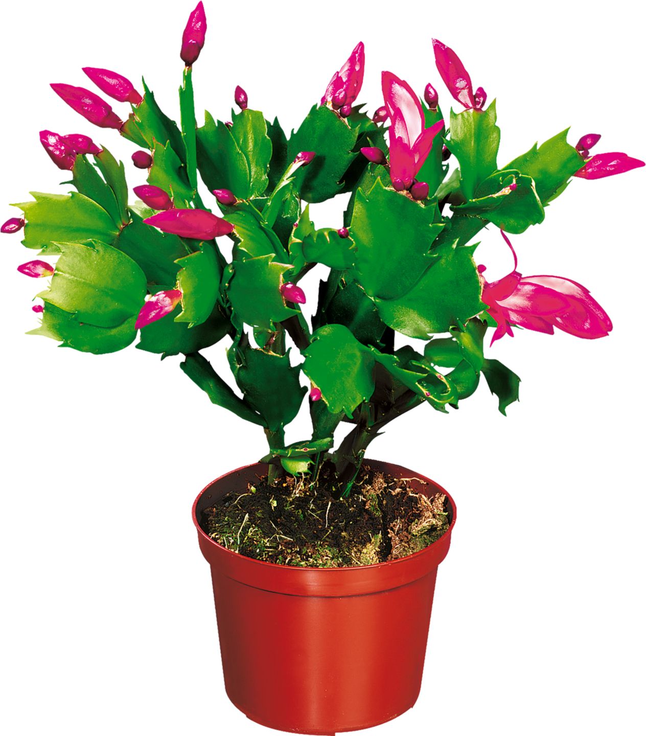 Schlumbergera "Vánoční kaktus"