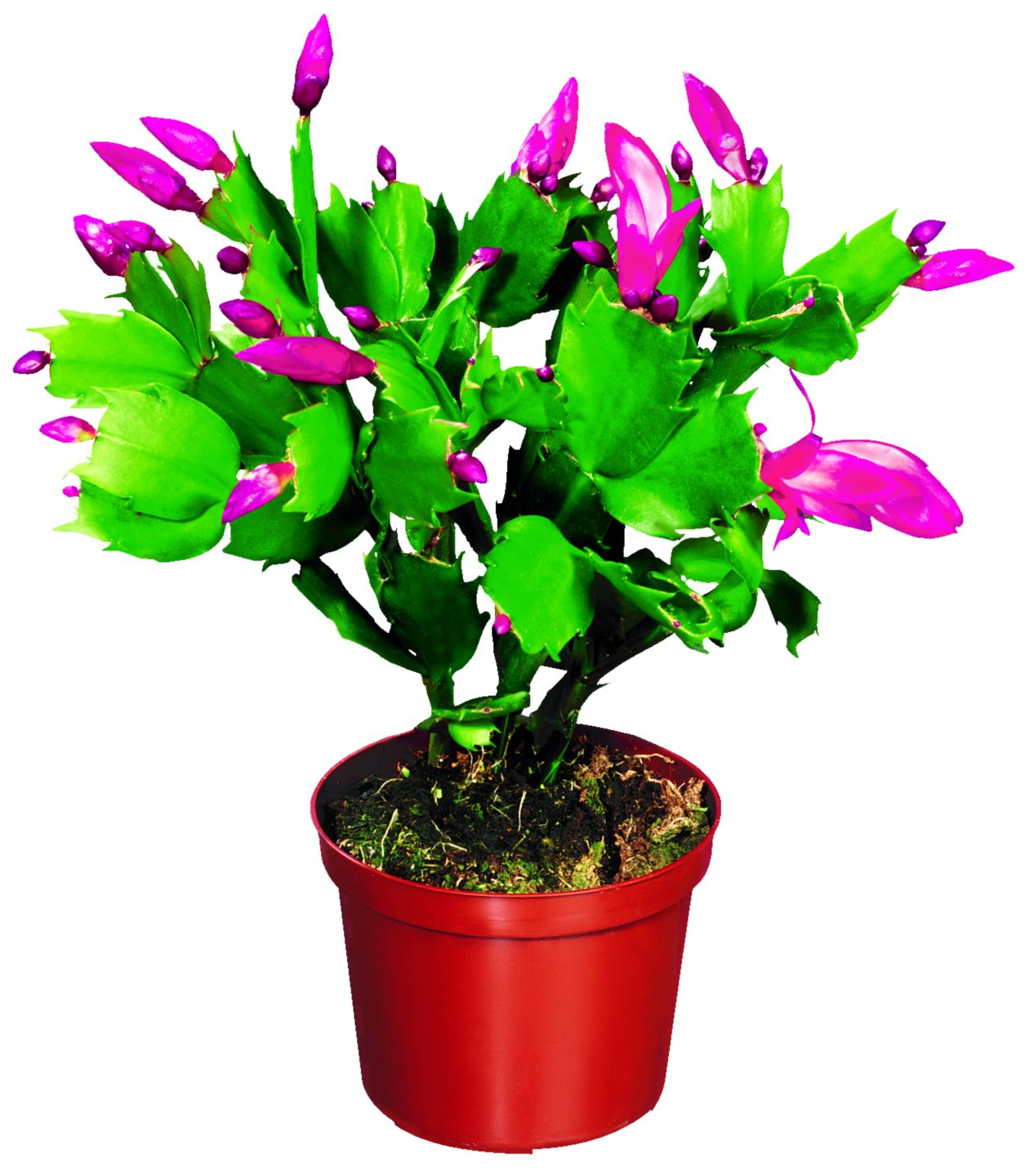 Vianočný kaktus (Schlumbergera)