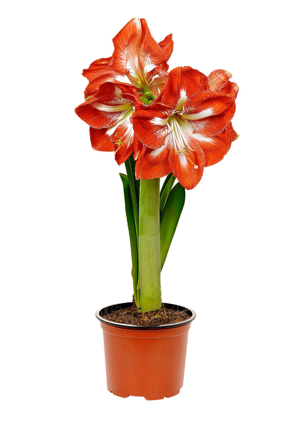 Zobrazit nabídku Amaryllis 