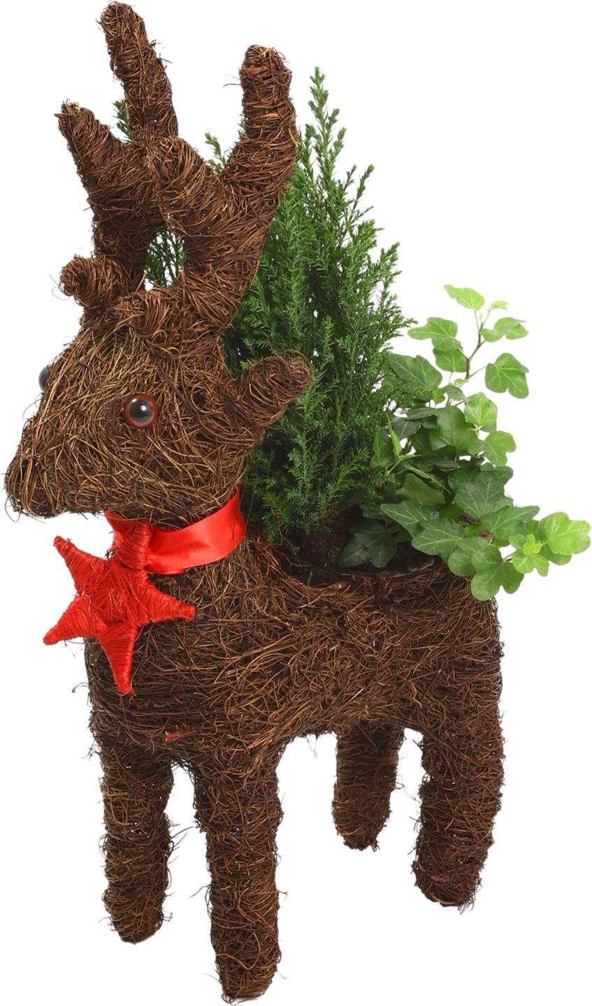 Vánoční sob s rostlinou 