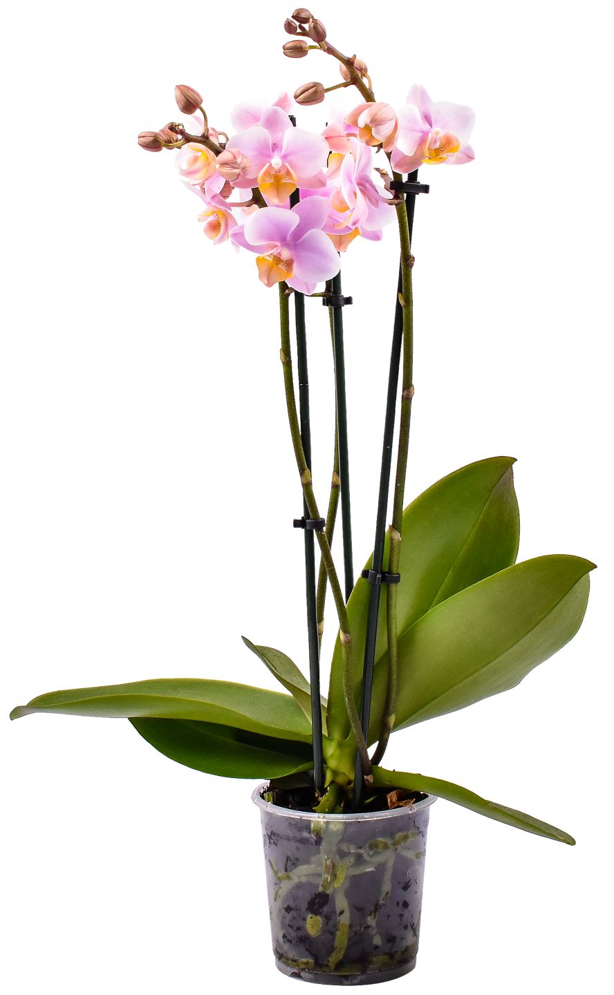 Orchidea Phalaenopis 3 výhony