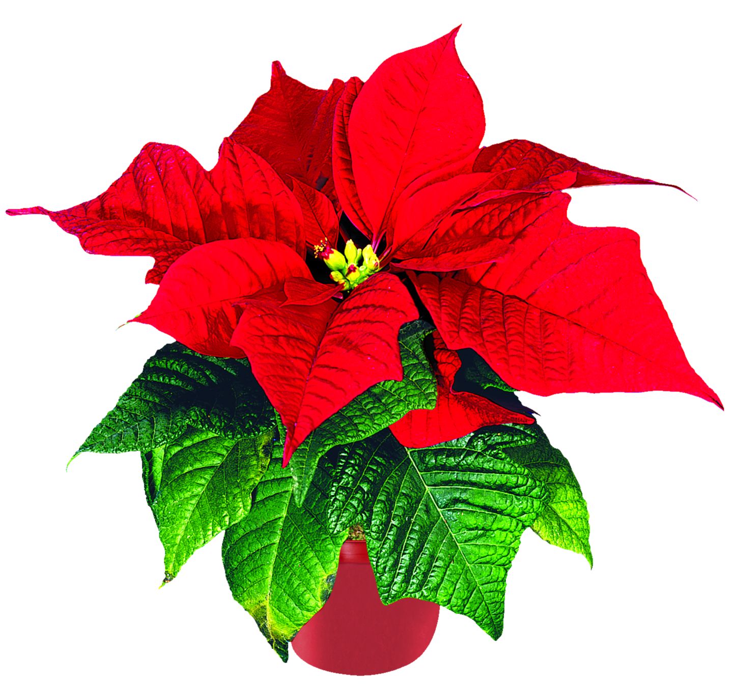 Mini vianočná hviezda 