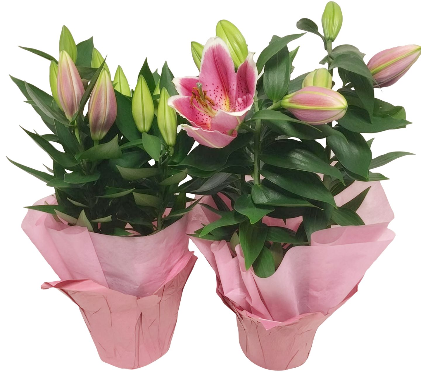 Orientálna ľalia v darč.bal. (Lilium-hybrid)
priemer kvetináča: 13 cm