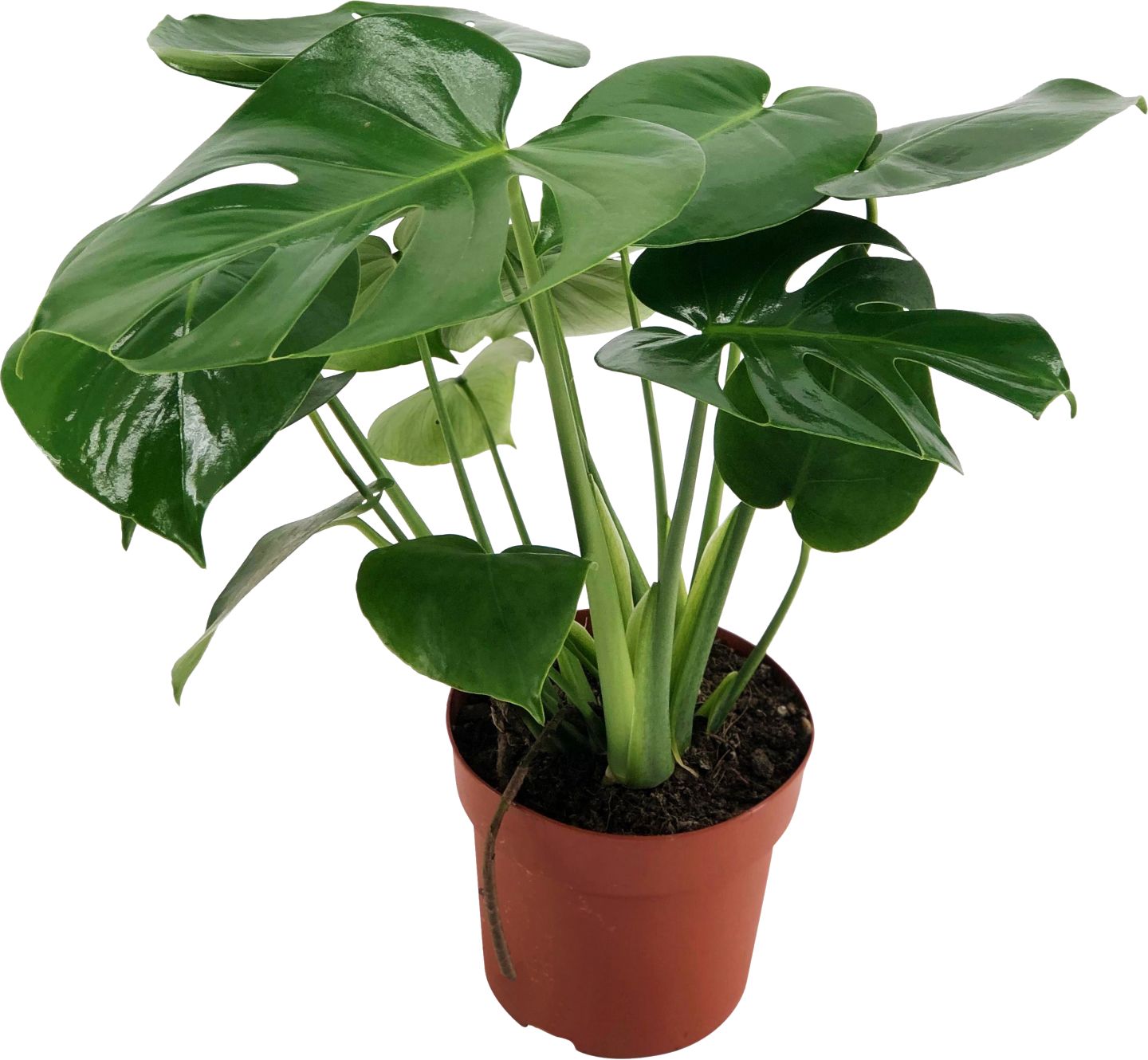 Monstera (Monstera deliciosa)
priemer kvetináča: 12 cm