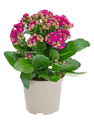 Kalanchoe śr. don. 10,5 cm