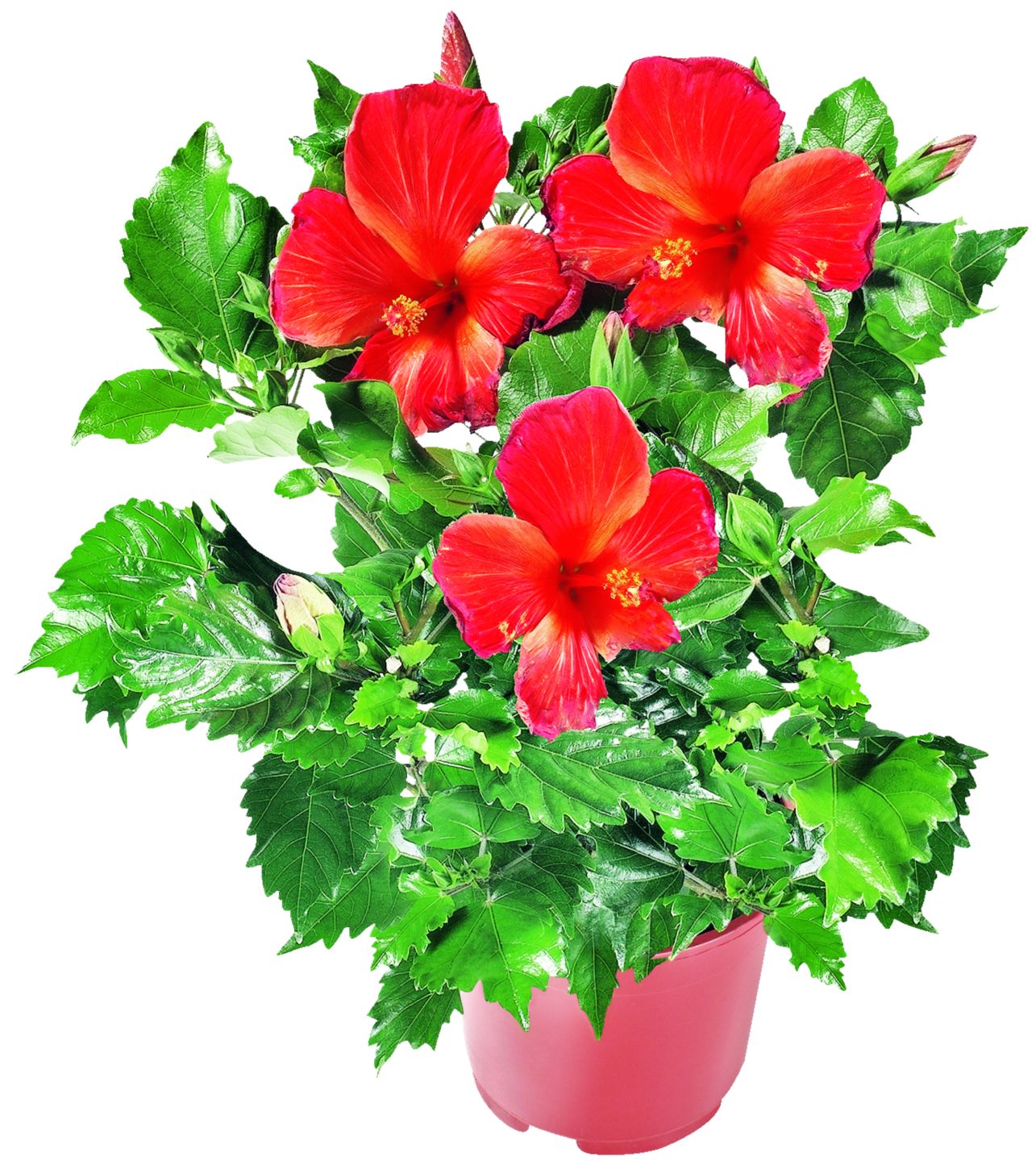 Čínska ruža (Hibiskus rosa-sinensis)