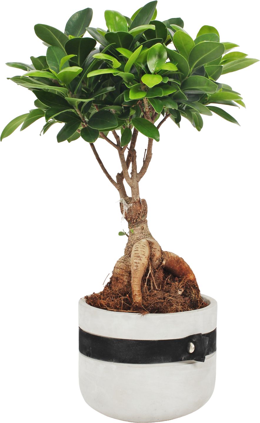 Figovník Genseng v keramike (Ficus Ginseng)