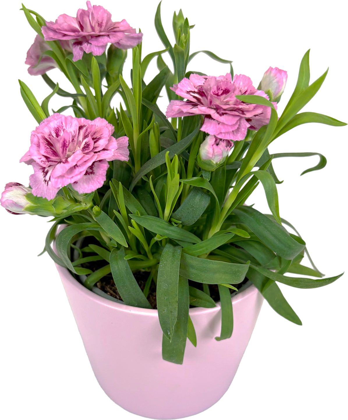 Klinček v keramike (Dianthus)
priemer kvetináča: 9 cm