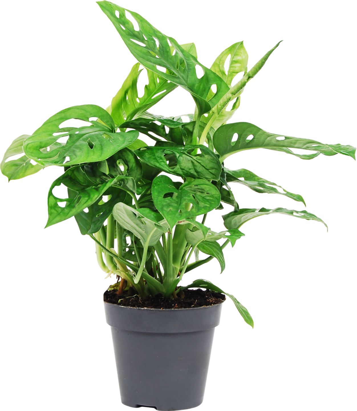 Monstera "Monkey Leaf" (Monstera obliqua )
priemer črepníka : 12 cm