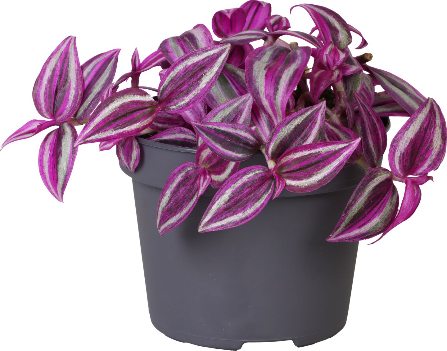 Tradeskancia "Pink paradise" (Tradescantia pink paradise)
priemer kvetináča: 12 cm