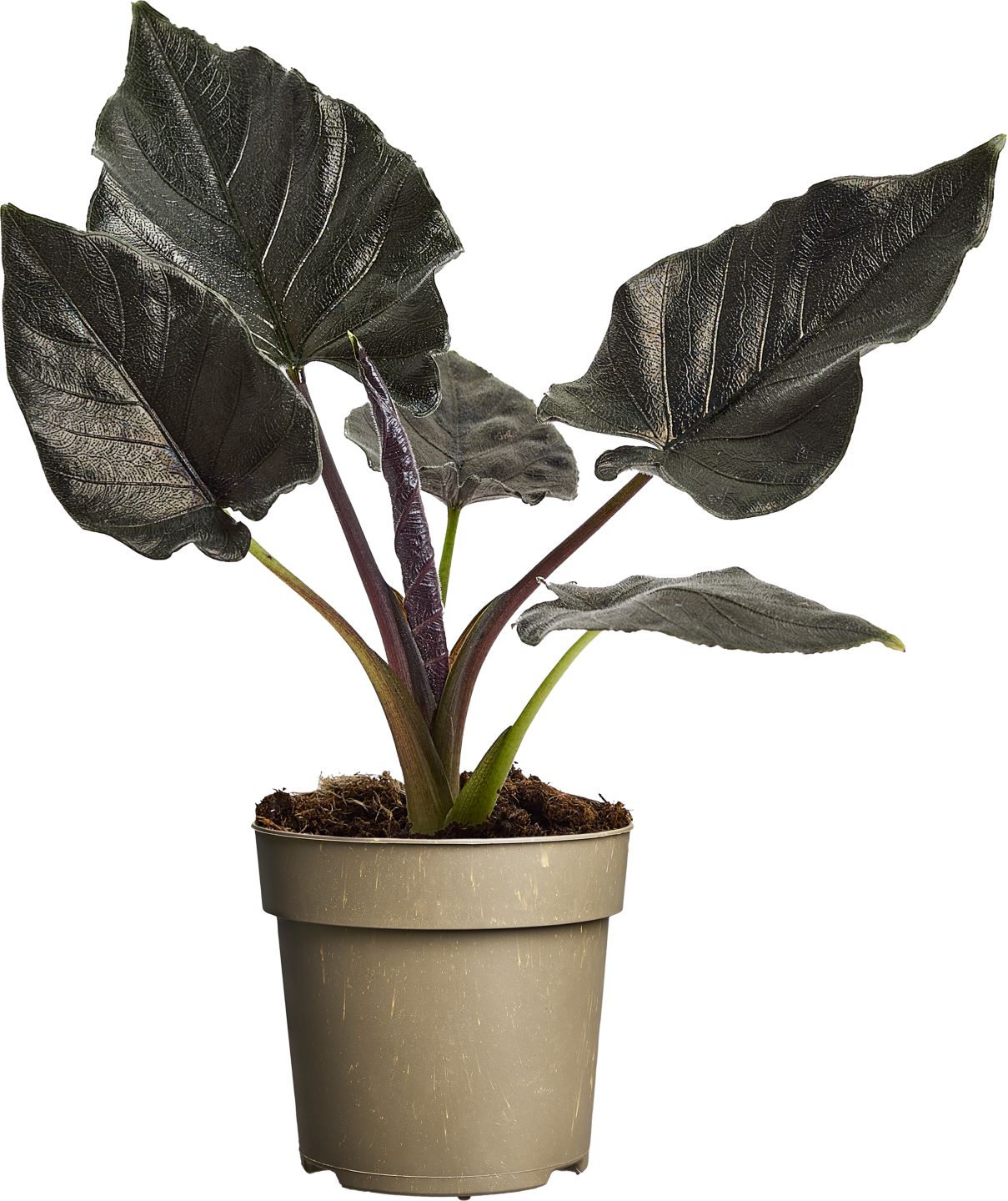 Alokázia "Antoro Velvet" (Alocasia Antoro Velvet)
priemer kvetináča: 11 cm