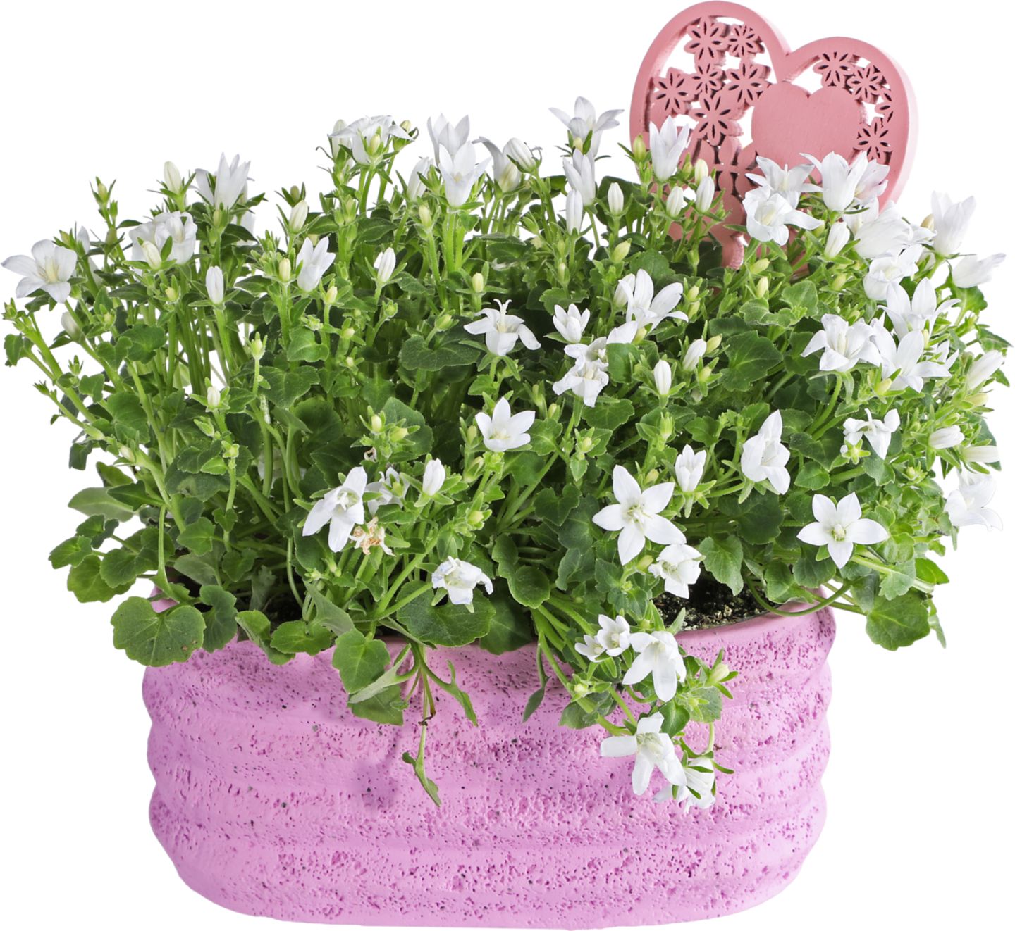 Zvončeky v keramike (Campanula)
rozmery: 2x6 cm