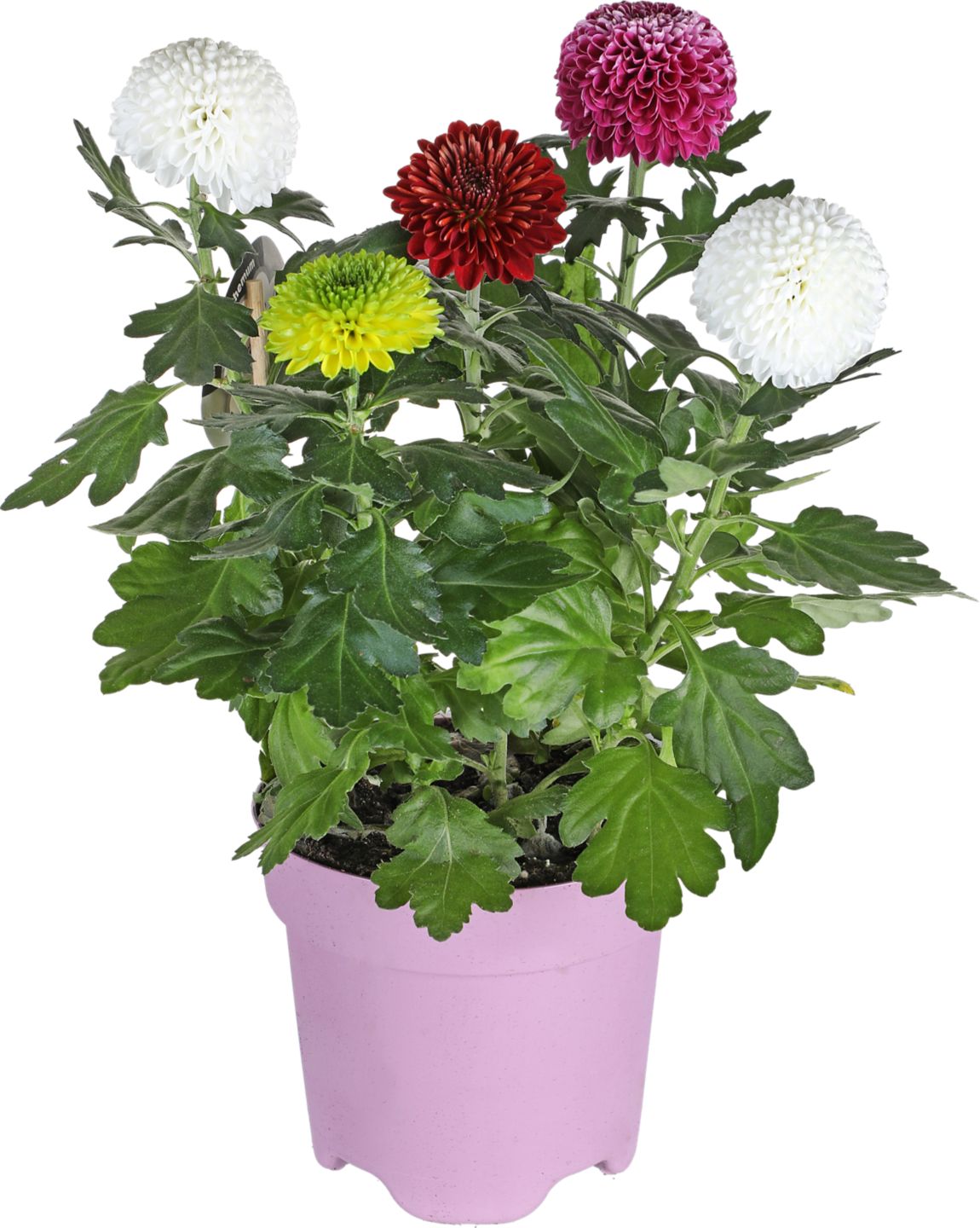 Chryzantéma viacfarebná "Flowerpops"
priemer kvetináča: 14 cm