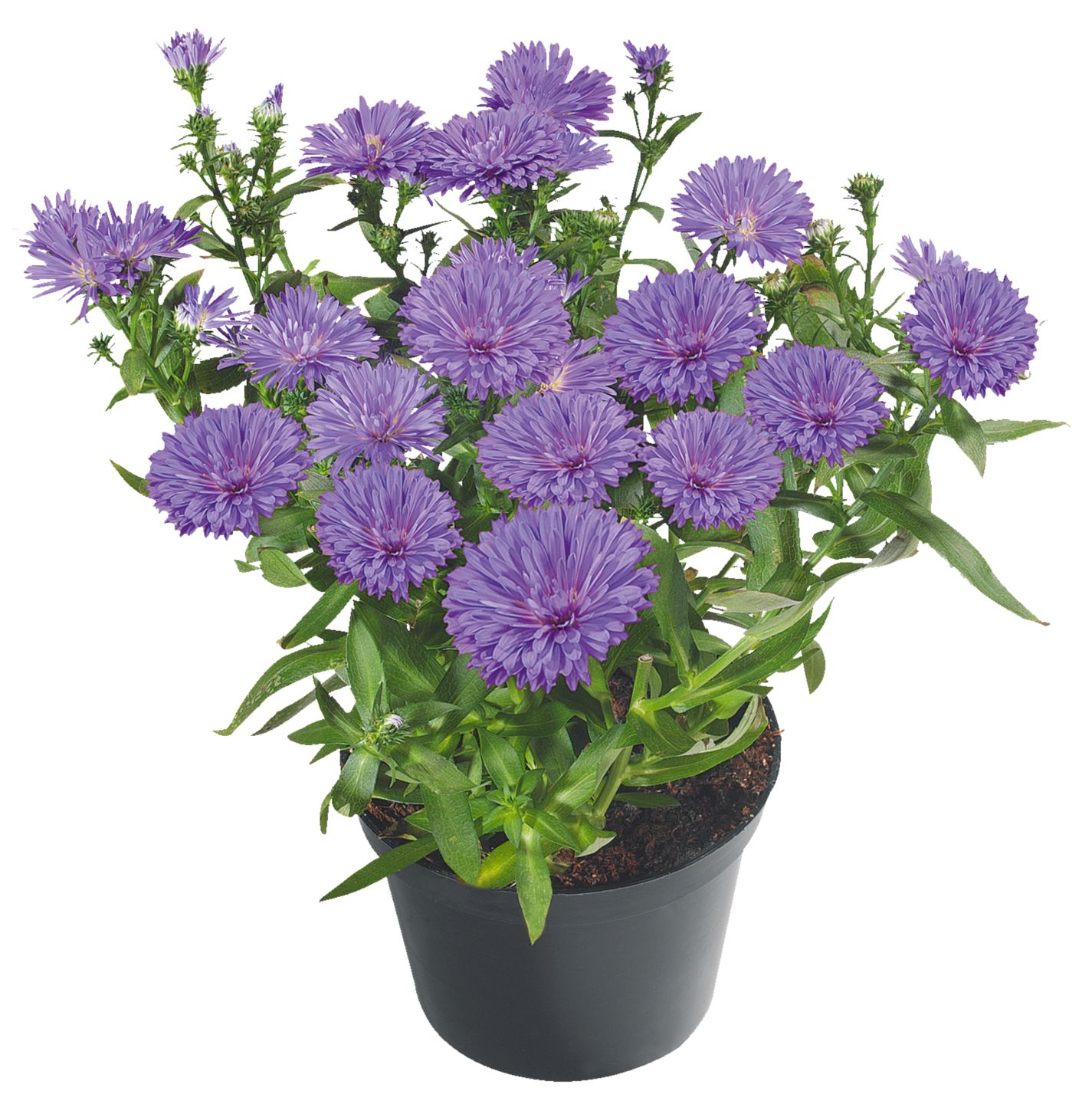 Aster 