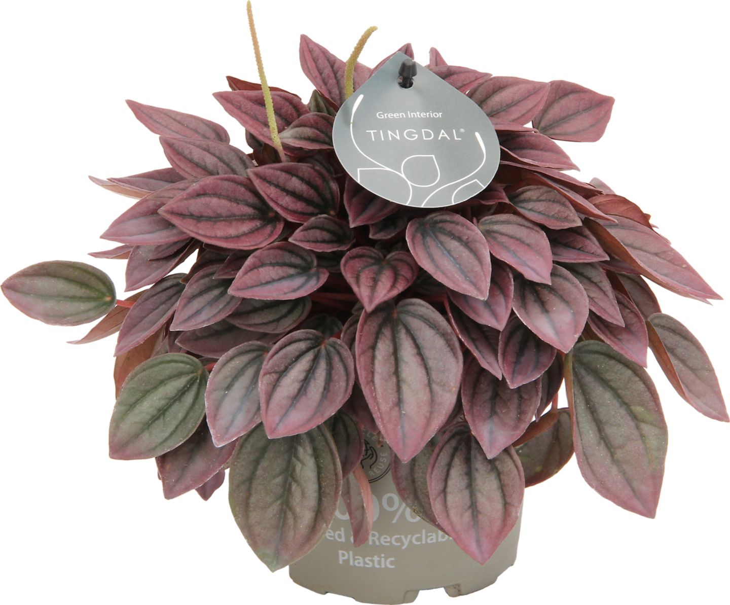 Pieprovec (Peperomia)
rôzne druhy