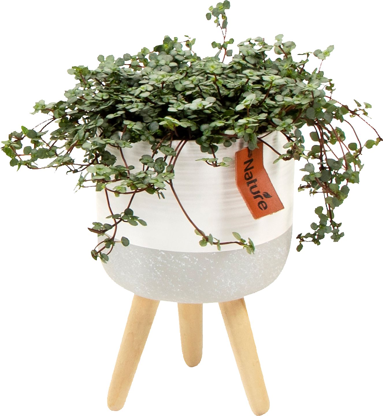 Zelený mix v keramike (Sedum, Pilea)