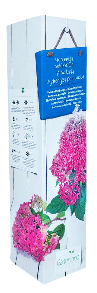 Hortensja w kartonie