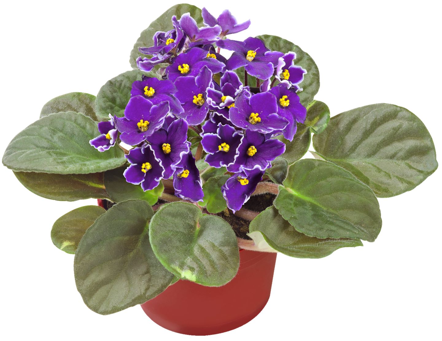 Fialka africká (Saintpaulia ionantha)
priemer kvetináča: 12 cm