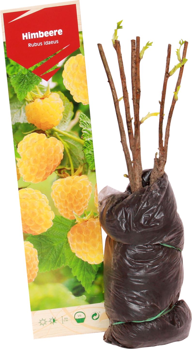 Ovocný keř Ostružina, malina, rybíz,
líska