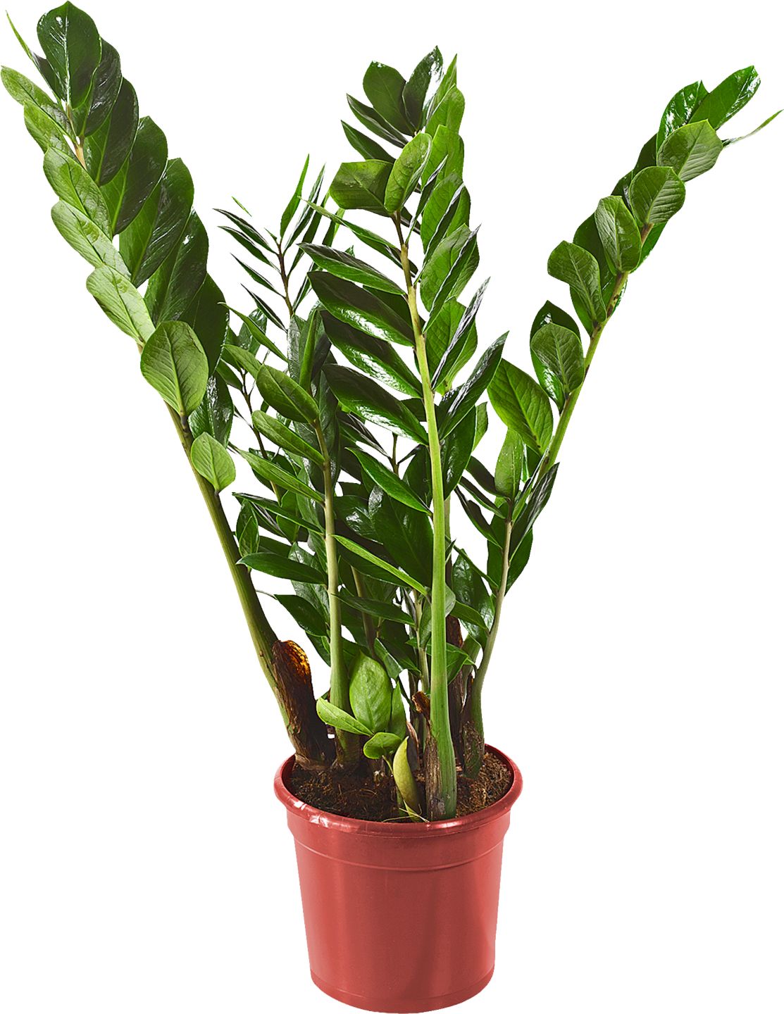 Zamioculcas 