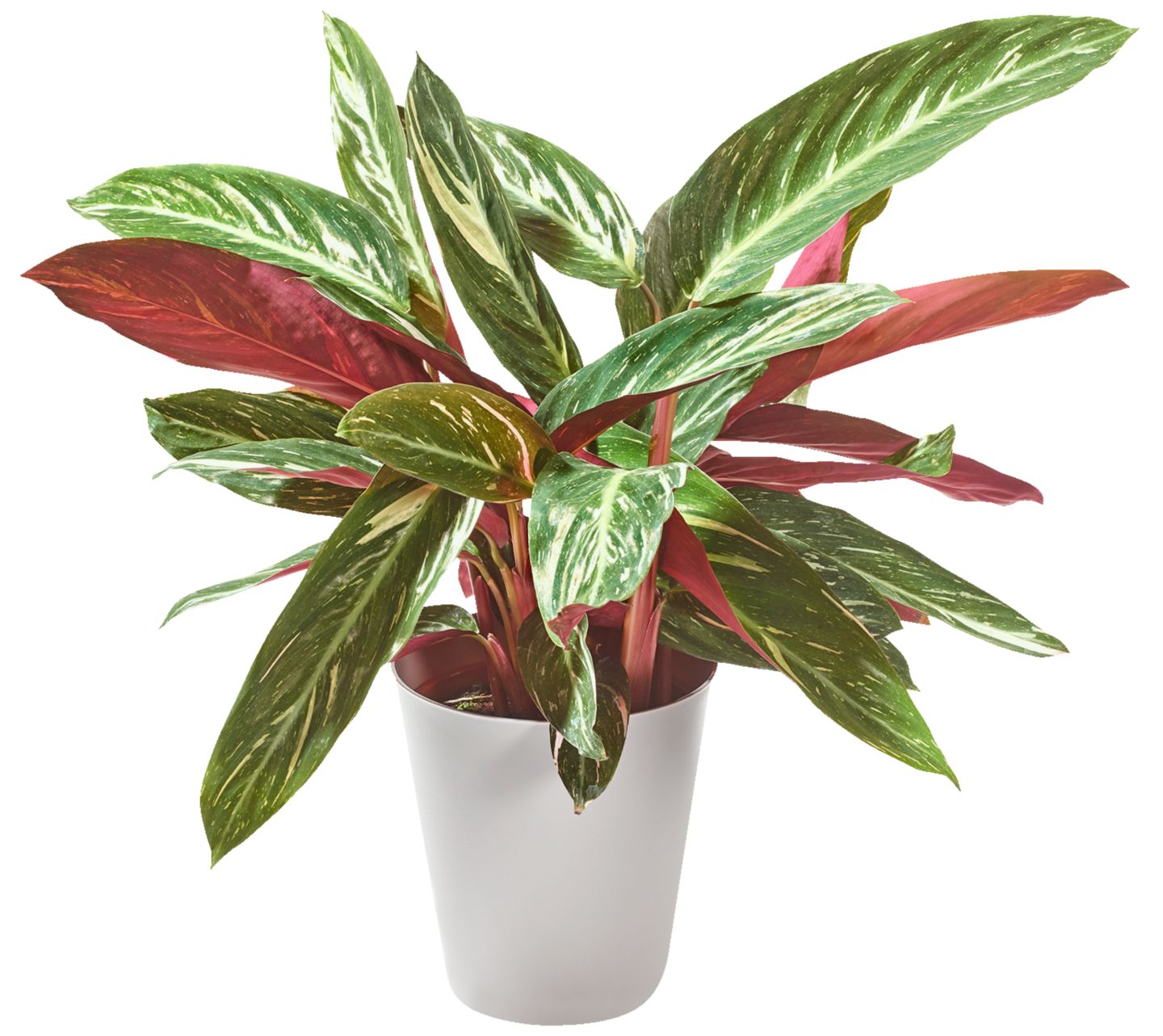 Calathea 