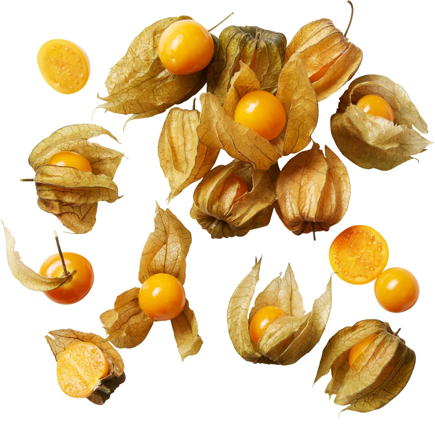 Physalis 