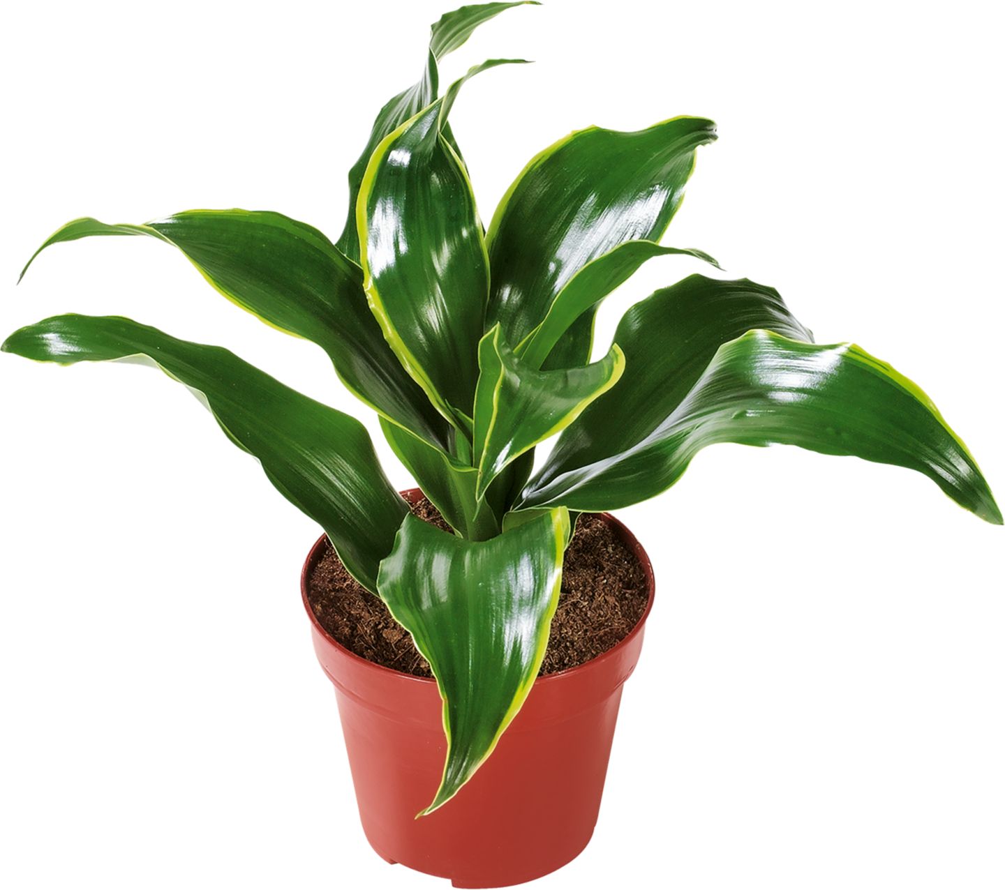 Dracéna různé druhy 