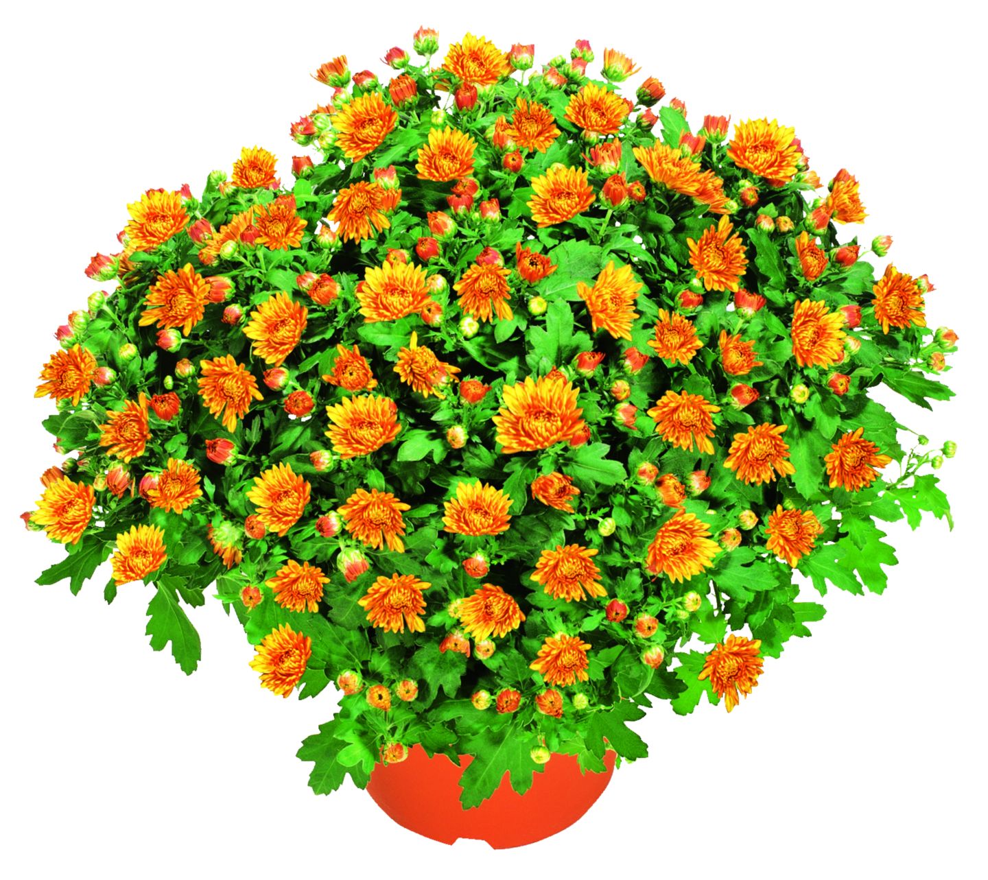 Chryzantéma ker (Chrysanthemum)