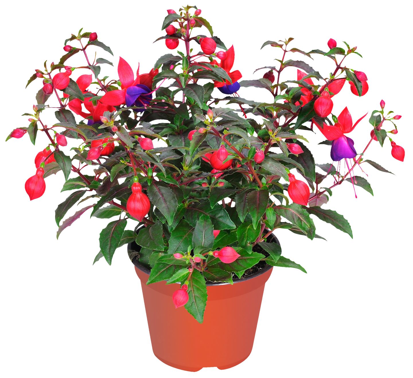 Fuksia vzpriamená (Fuchsia-Hybr.)