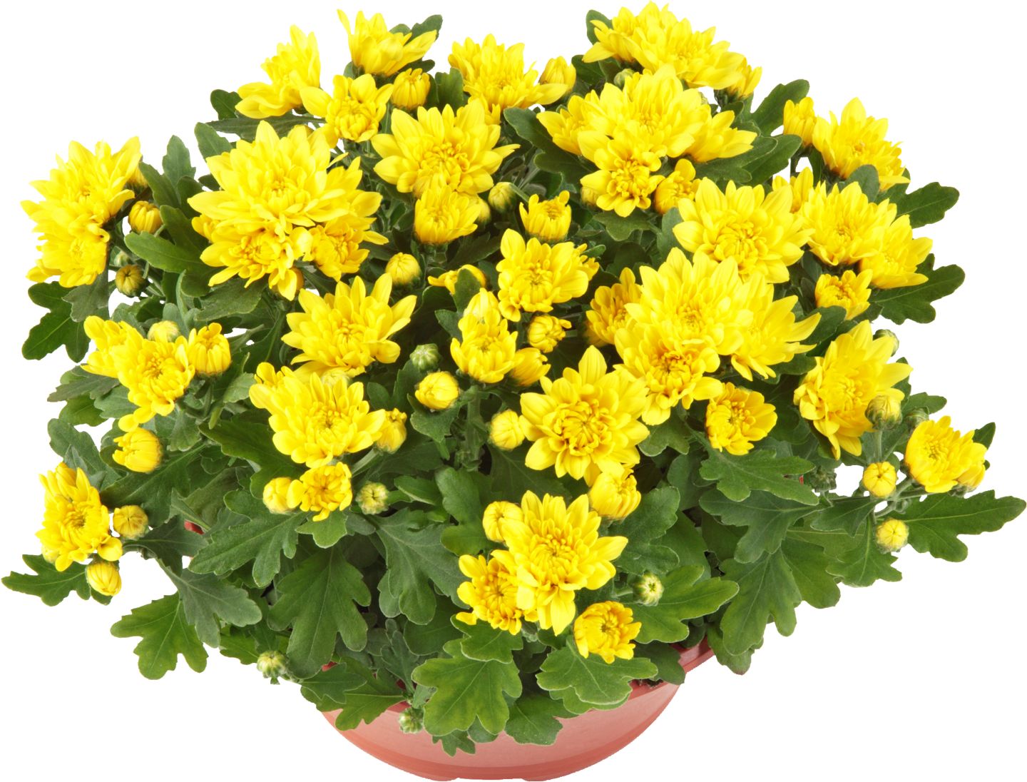 Chryzantéma v miske (Chrysanthemum)