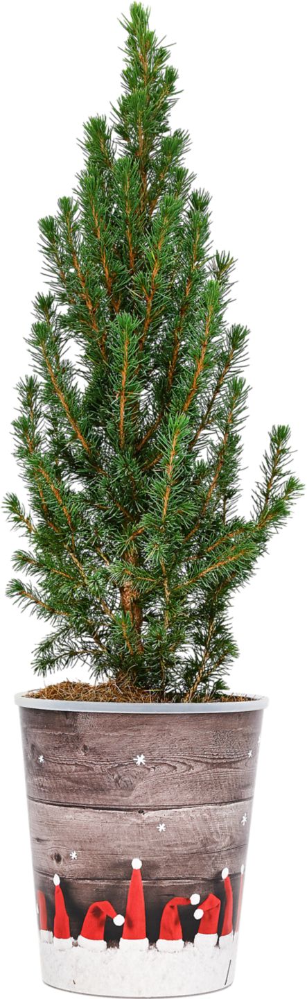 Smrek biely Conica (Picea glauca Conica)