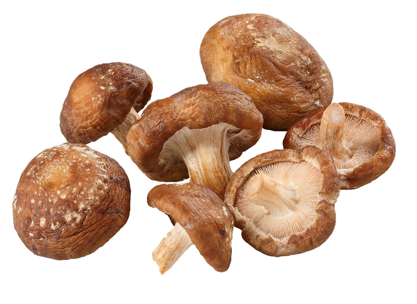 Čerstvé zo Slovenska Huby Shiitake