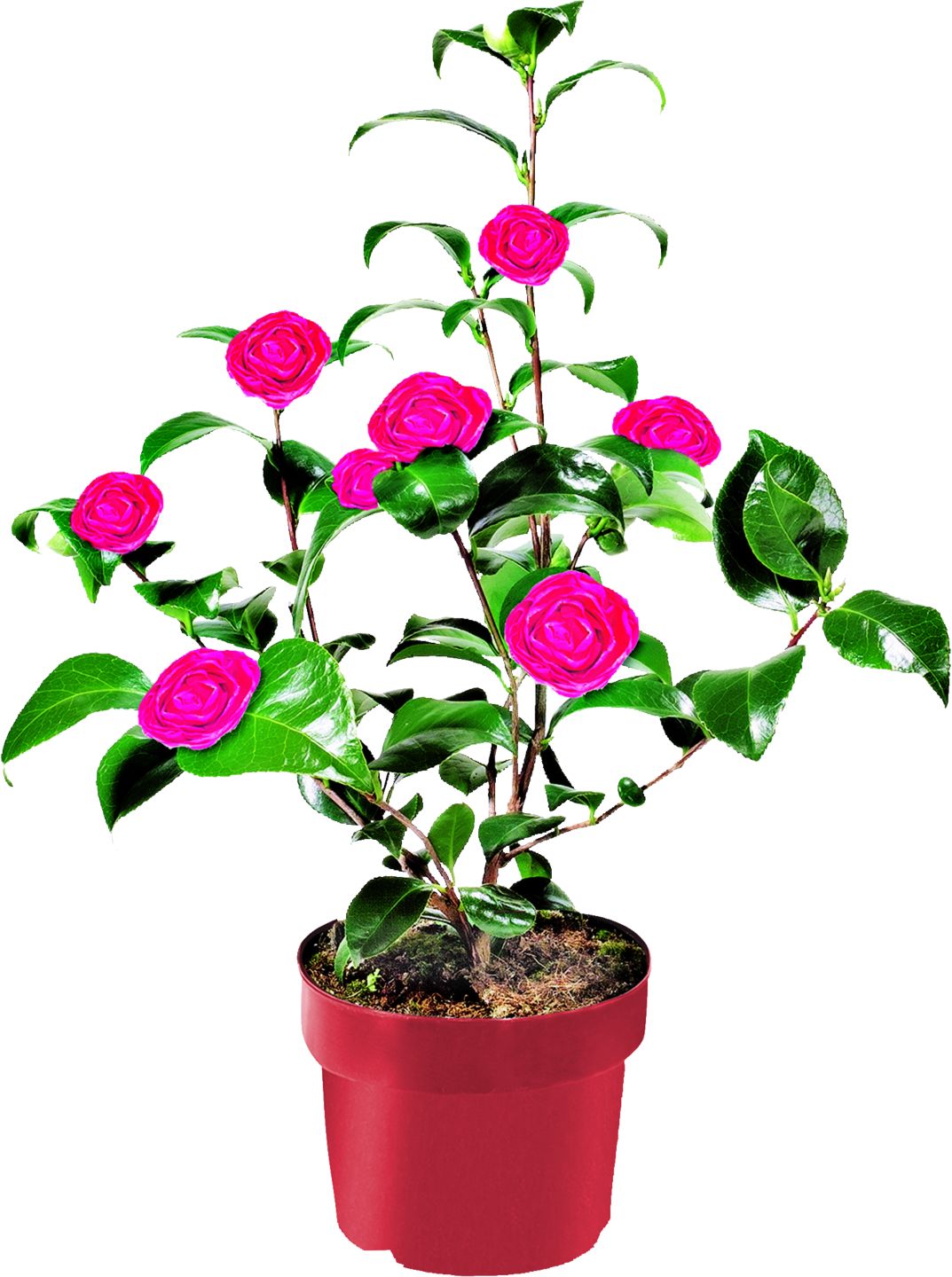 Kamélie Camellia Japonica